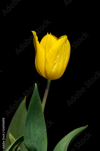 beautiful bud of yellow tulip on black background