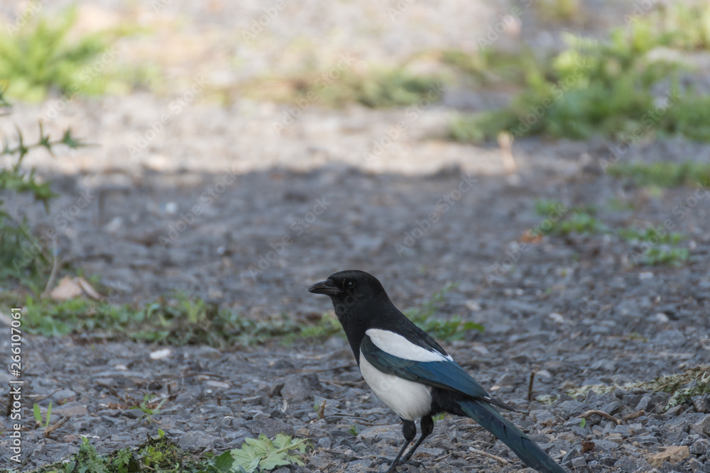 Bird Magpie Green Grass.Crow on the grass Bird Magpie Green Grass.Crow on the grass