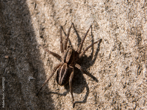 Wolf spider close up view