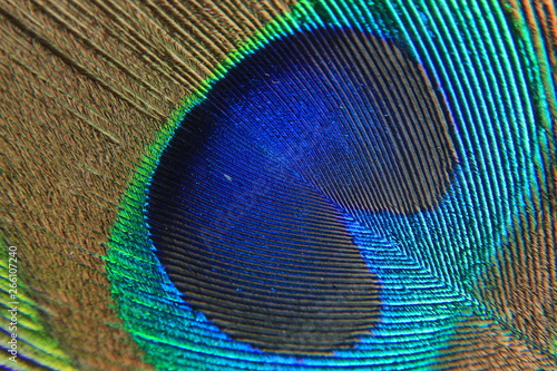 Macro close-up of a Peacock feather © #CHANNELM2