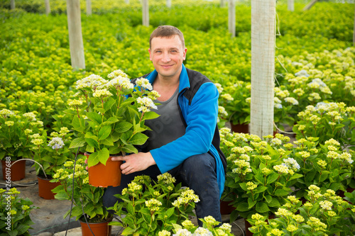 Positive man florist looking for plant of hortensia in pots while gardening