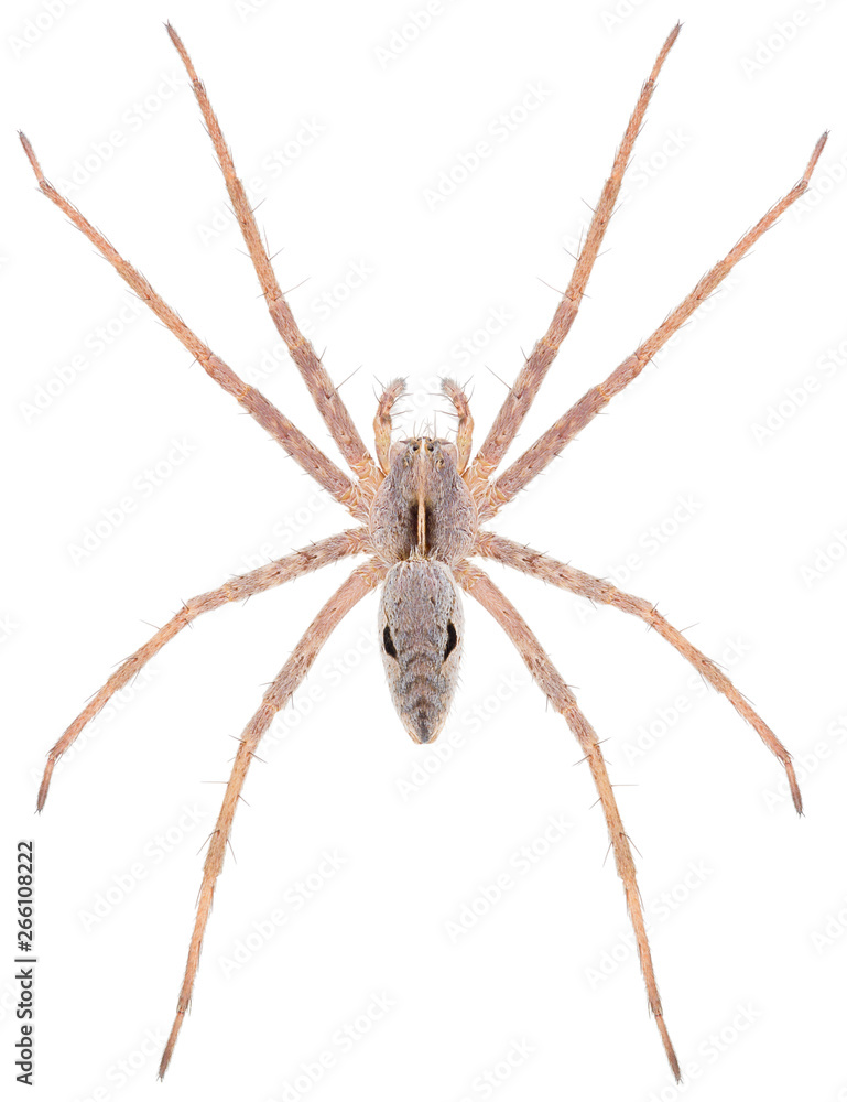 The nursery web spider Pisaura novicia isolated on white background. Dorsal view of Pisaura spider. The nursery web spider Pisaura novicia isolated on white background. Dorsal view of Pisaura spider.