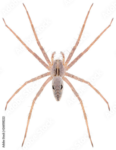 The nursery web spider Pisaura novicia isolated on white background. Dorsal view of Pisaura spider.