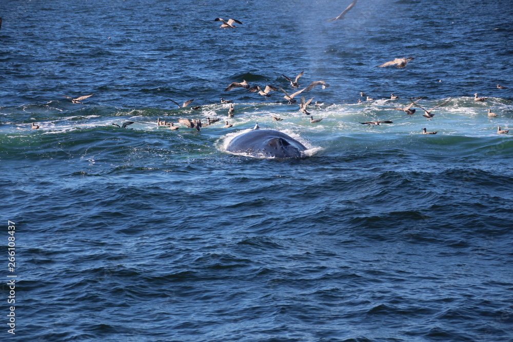 Obraz premium Walfisch