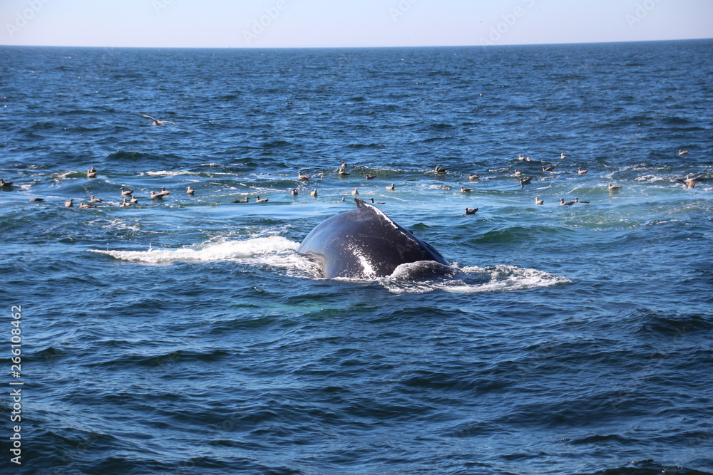 Fototapeta premium Walfisch
