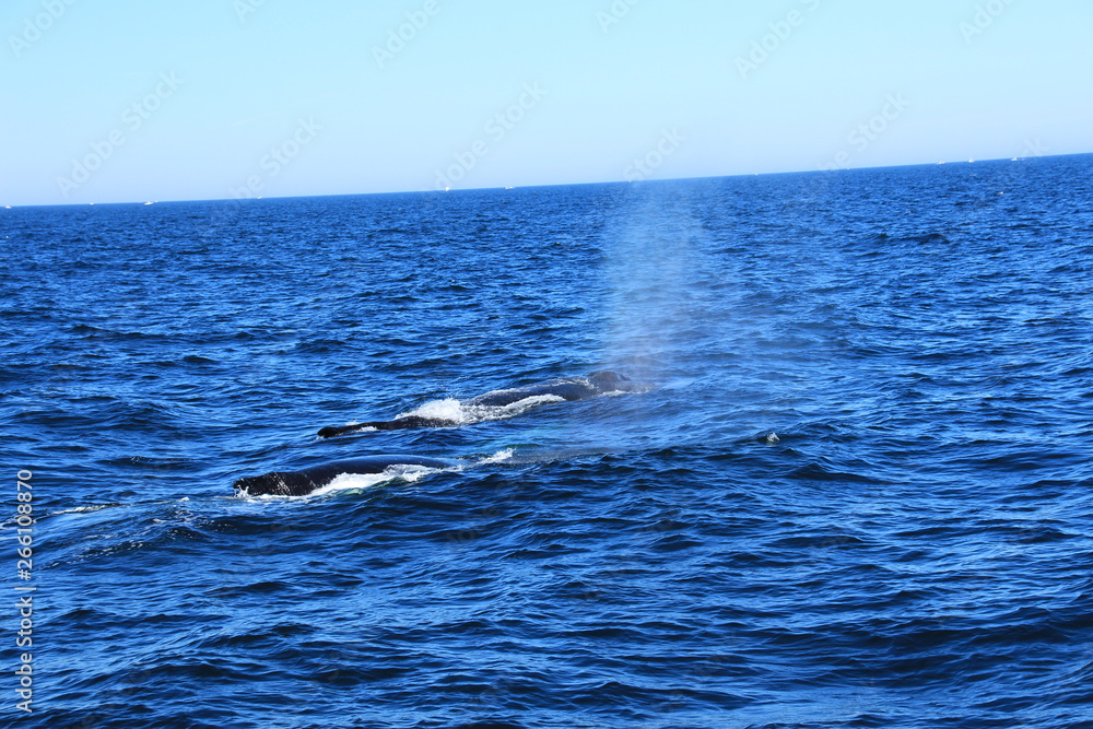 Fototapeta premium Walfisch