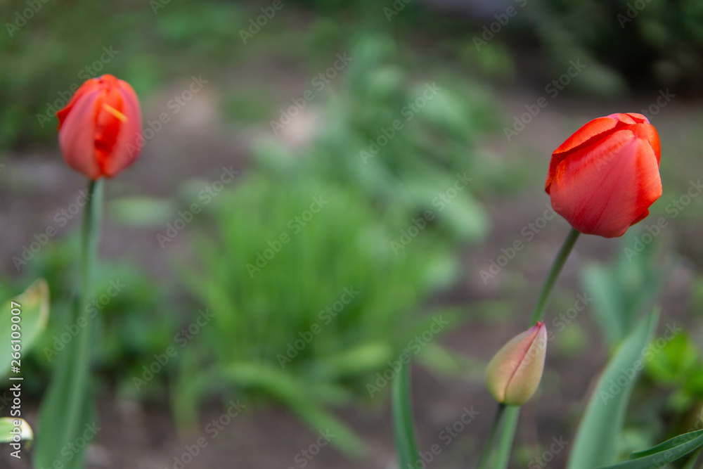 red tulips in garden