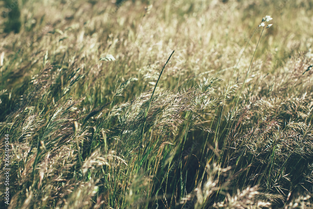 Green summer grass meadow in sunlight. Grass texture and background. Green summer grass meadow in sunlight. Grass texture and background.