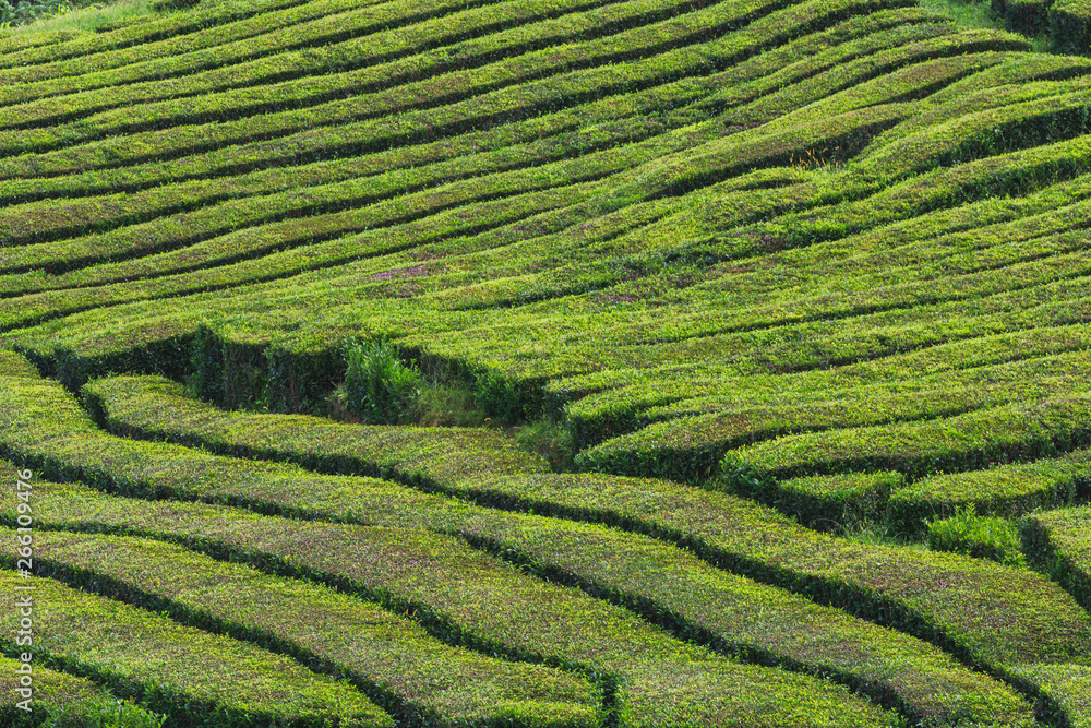 Tea plantations, unique in Europe, Portugal, Sao Miguel island, Portugl