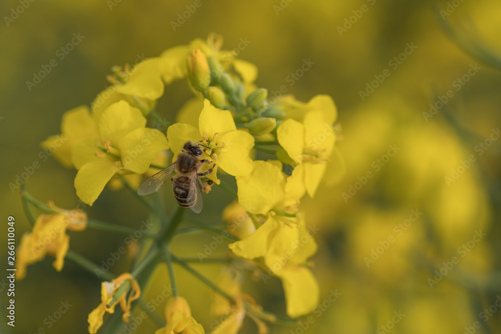 Rape flower and bee.Honey Bee collecting pollen Rape flower and bee.Honey Bee collecting pollen