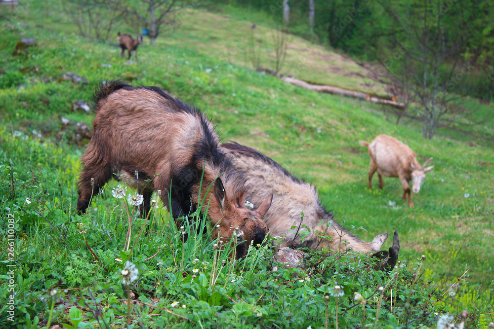 Goat in grass and dandelions in courtyard of Djurdjevica Tara monastery with Tara river in background and trees in mountains, Montenegro Goat in grass and dandelions in courtyard of Djurdjevica Tara monastery with Tara river in background and trees in mountains, Montenegro