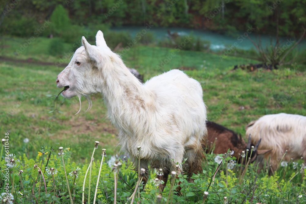 Obraz premium Goat in grass and dandelions in courtyard of Djurdjevica Tara monastery with Tara river in background and trees in mountains, Montenegro