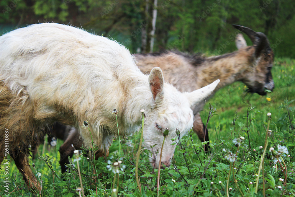 Goat in grass and dandelions in courtyard of Djurdjevica Tara monastery with Tara river in background and trees in mountains, Montenegro Goat in grass and dandelions in courtyard of Djurdjevica Tara monastery with Tara river in background and trees in mountains, Montenegro