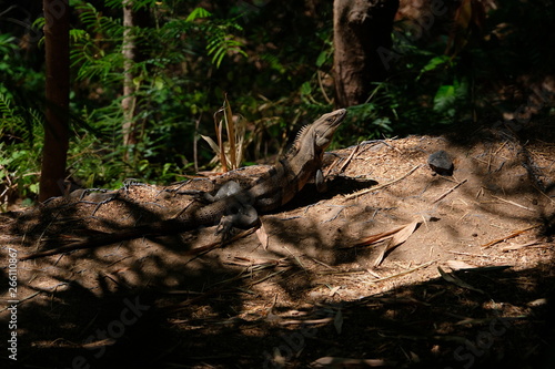 Wild iguana