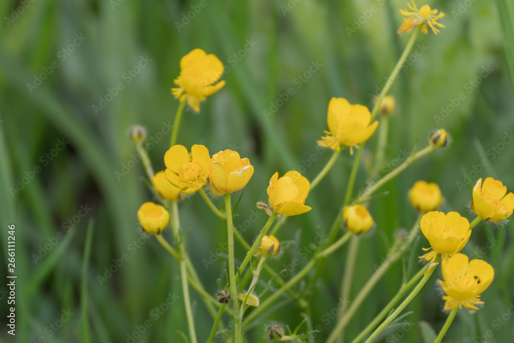 Obraz premium Yellow flower in the field.Yellow flower on green background of grass.