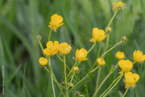 Yellow flower in the field.Yellow flower on green background of grass.
