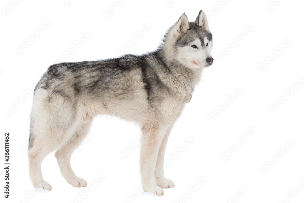 Husky dog, isolated on white background