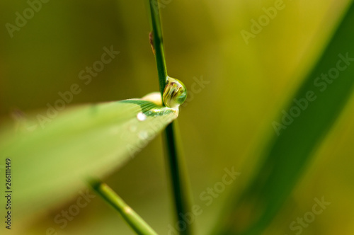 Small drops of dew on fresh green grass in the morning rain weather