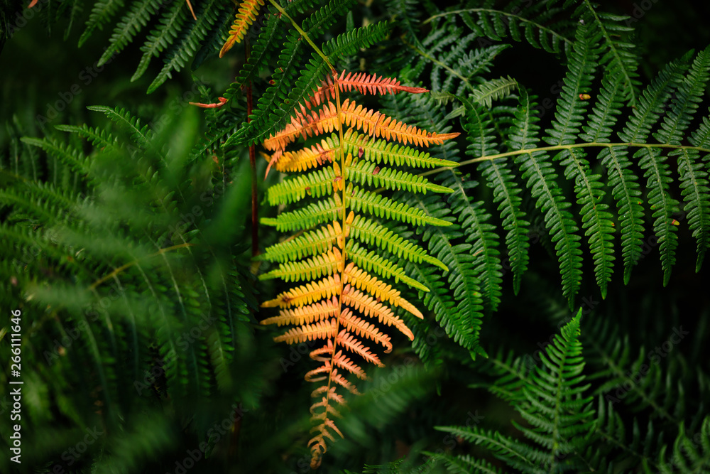 Colorful fern