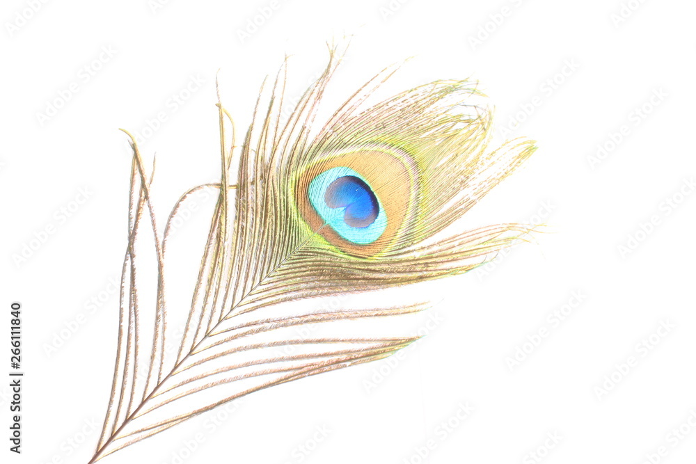 Obraz premium Peacock feather isolated