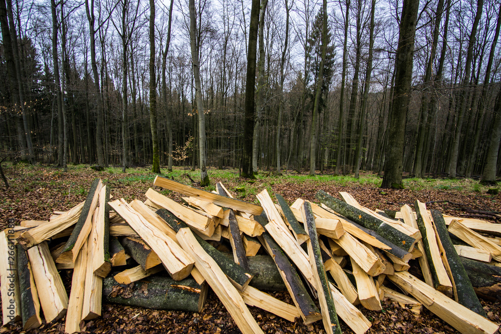 Stumps and logs show that overexploitation leads to deforestation endangering environment and sustainability.