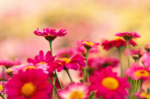 Closeup of pink daisy flower artistic blur