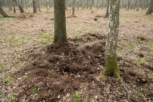 forest damage caused by wild boar