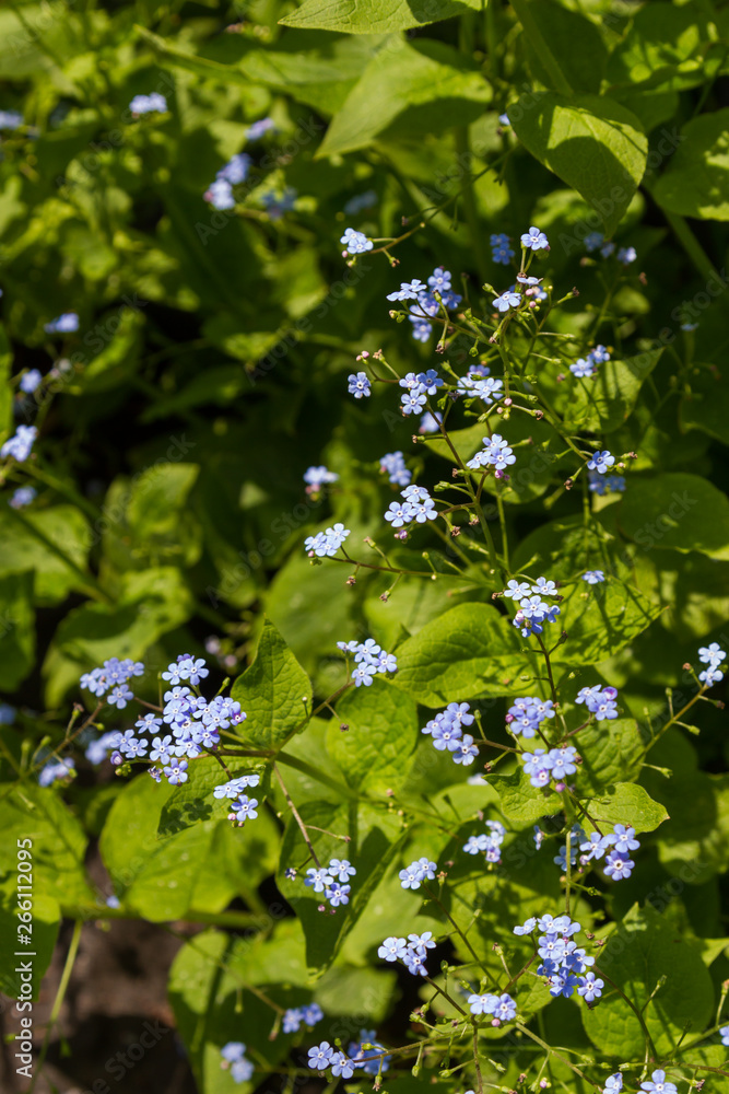 Fototapeta premium beautiful bush phlox