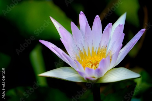 Close up purple waterlily flower blossom in a botanical garden and in a pond with blurred green leaf on the water surface and dark background 