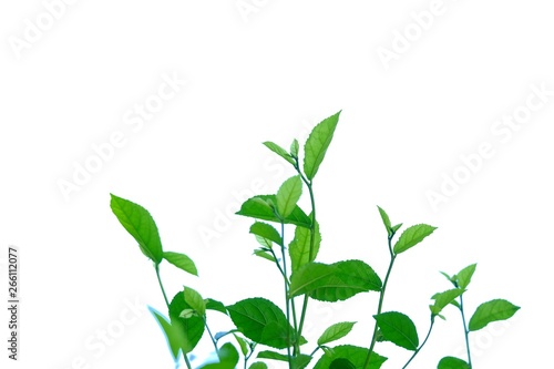 Young tropical plant leaves growing in a garden on white isolated background for green foliage backdrop 