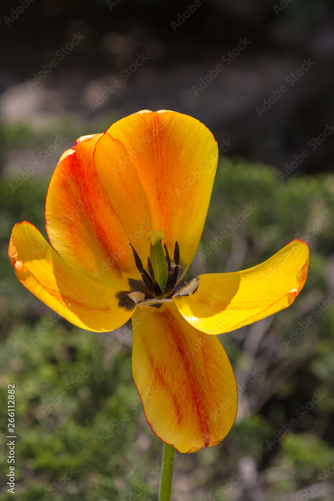 open yellow tulip with curled petals open yellow tulip with curled petals