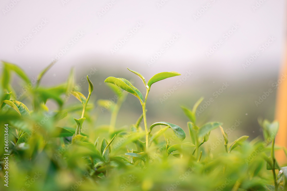 A close-up shot of fresh green tea leaves at Choui Fong Tea Plantation in Chiang Rai, Thailand.
