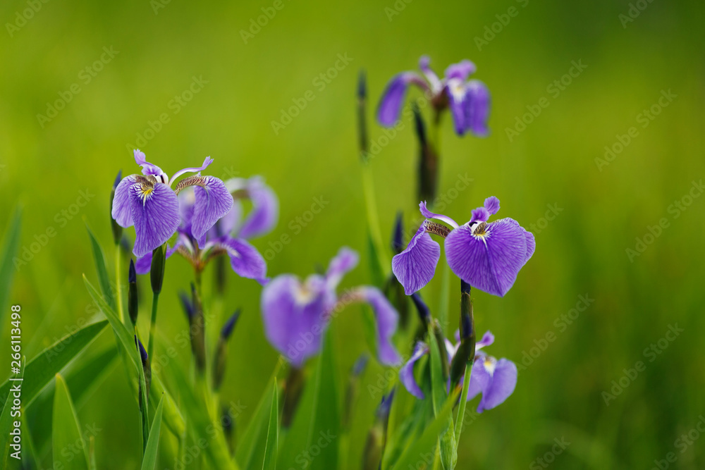 Green irises on a background of green grass with a sunny summer day Green irises on a background of green grass with a sunny summer day