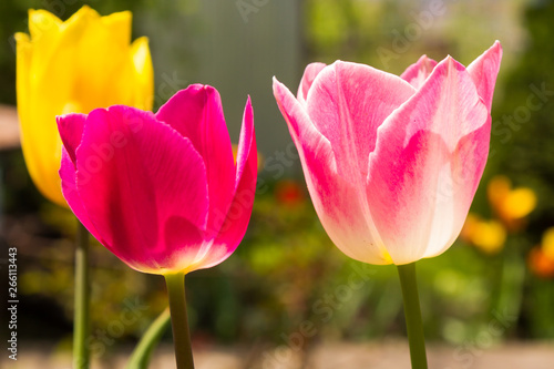 blooming multicolored tulips