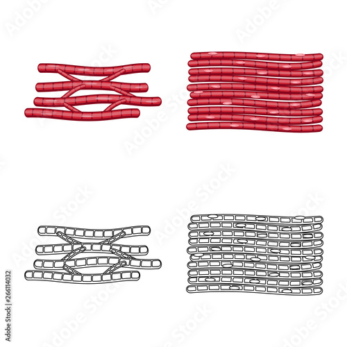 Vector design of fiber and muscular symbol. Collection of fiber and body  stock vector illustration.