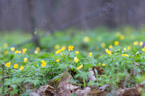 Fototapeta Naklejka Na Ścianę i Meble -  yellow forest flowers taken on a cloudy spring day