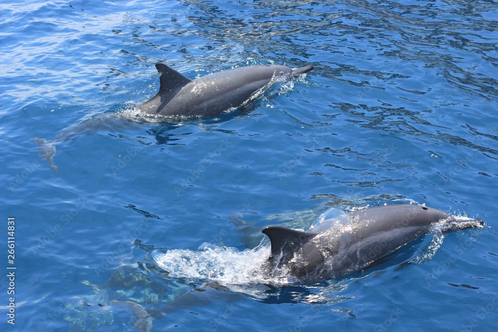 Fototapeta premium Two dolphins swimming in the ocean
