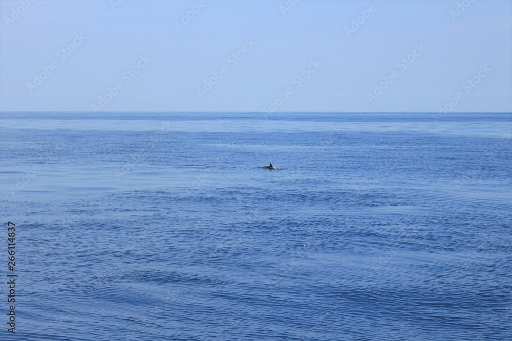 dolphin fin in the ocean from afar dolphin fin in the ocean from afar