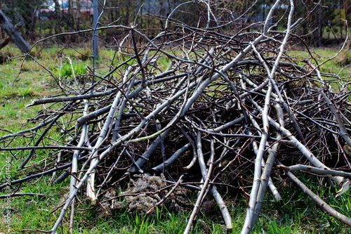 Dry branches of the bush cut and folded in a pile.