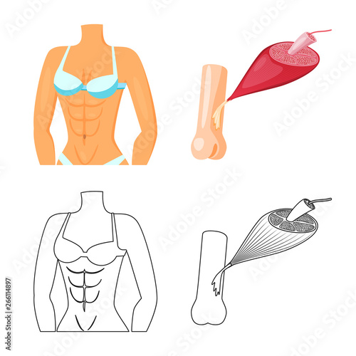 Vector illustration of fiber and muscular sign. Set of fiber and body  vector icon for stock.