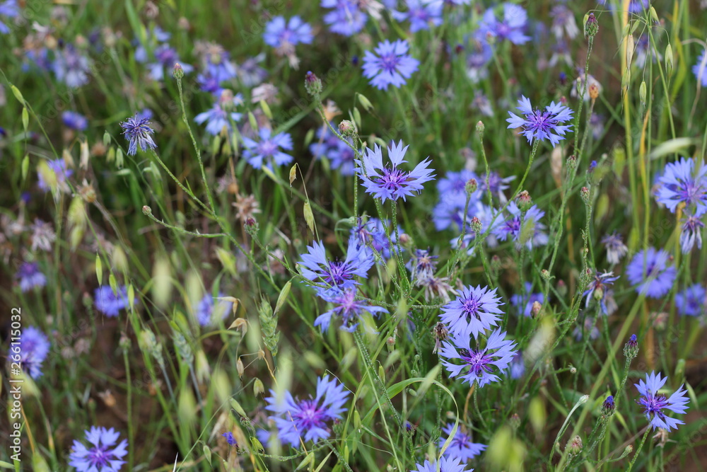 From a trip out of town. Charming cornflower immediately attracts attention! They grow thickly along sown fields, especially where oats are sown. From a trip out of town. Charming cornflower immediately attracts attention! They grow thickly along sown fields, especially where oats are sown.