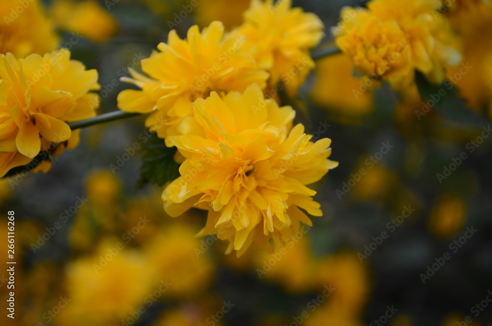 Beautiful spring yellow flowers on a bush in the garden Beautiful spring yellow flowers on a bush in the garden