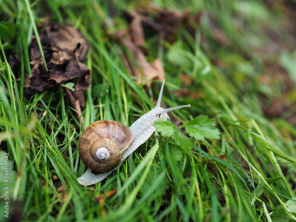 Φωτογραφία Schnecke kriechend auf grünem Gras. Weinbergschnecke im Garten.