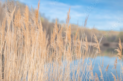 dry grass growing at the pond shot in the spring at sunset
