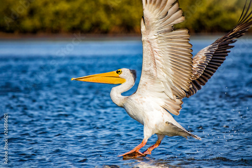 The Pink-backed Pelican or Pelecanus rufescens is lands on the surface in the sea lagoon in Africa, Senegal. It is a wildlife photo of bird in wild nature. © Jana