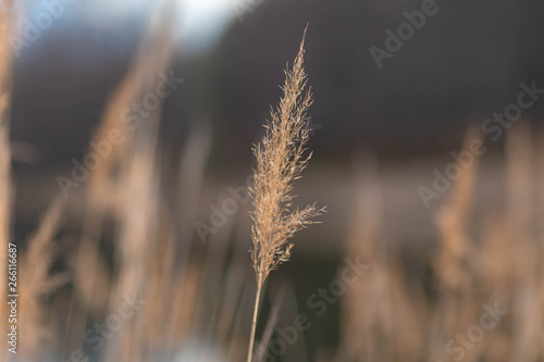 dry grass growing at the pond shot in the spring at sunset