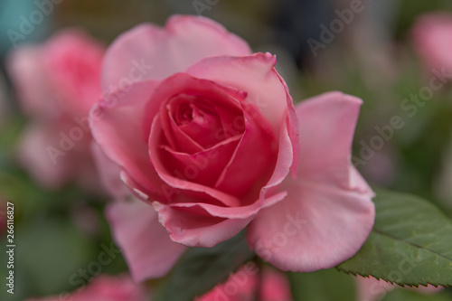 Fête des roses jardins de la villa Ephrussi de Rothschild