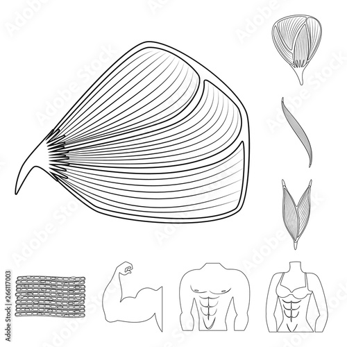 Vector design of fiber and muscular icon. Collection of fiber and body stock vector illustration.