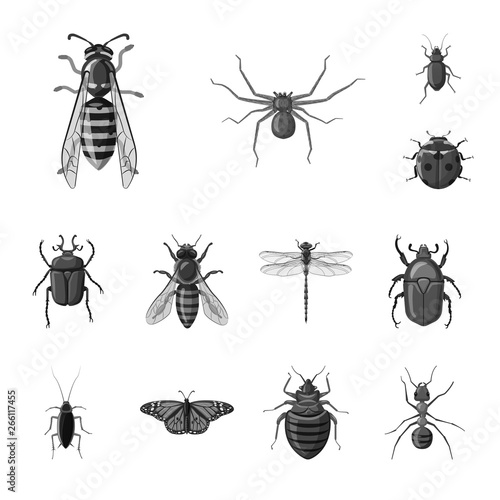 Vector illustration of insect and fly logo. Set of insect and element stock vector illustration.