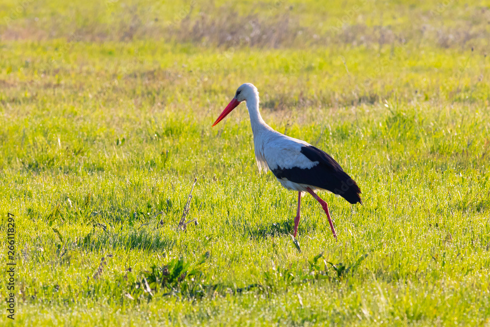 Fototapeta premium white stork, morning walk in fresh grass